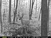 Couple of pa deer-mfdc1007.jpg