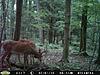 Couple of pa deer-pict0021.jpg