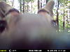 My Trail Cam Pics-mfdc7992.jpg