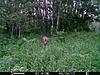 Saskatchewan Trail Cam Pics - summer 2017-stc_00581.jpg