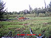 a doe in front of my box stand-mdgc0070.jpg