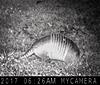Armadillo on cam 11 degrees out!-cold-dilla.jpg