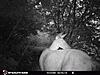 New trail cam and picture.-adacd6aa-bdbc-4c47-8af0-7c650269d257.jpeg
