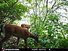 New trail cam and picture.-stc_0156.jpg