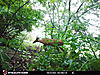 New trail cam and picture.-stc_0202.jpg