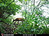 New trail cam and picture.-stc_0203.jpg