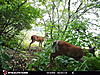 New trail cam and picture.-stc_0157.jpg