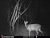 New trail cam and picture.-6e17edc9-3d8d-4658-bee6-af546b61dd9a.jpeg