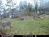 New trail cam and picture.-d077cec5-fe55-4918-8b92-638dc72f324e.jpeg