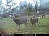 New trail cam and picture.-c5ece433-1aba-49c2-85ae-8c53a011e649.jpeg