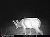 New trail cam and picture.-8effd201-2824-4f6c-b114-bd79b69cb401.jpeg