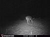 New trail cam and picture.-6b3010a3-7211-4d65-855c-7c070a9a7206.jpeg