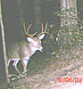 Age and score this buck.-big10.jpg