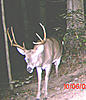Age and score this buck.-big-10-4.jpg