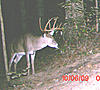 Age and score this buck.-big-10-side.jpg