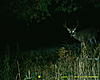 Early scrape = big bucks-13-rumpy.jpg