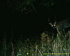 Early scrape = big bucks-22-nice-8.jpg