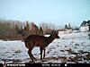 I put my trail cam back out-6a1c77ac-d658-4601-9e08-a011efa4328c.jpeg