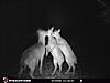 I put my trail cam back out-stc_1724.jpg