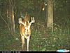 Big bucks showed up.-cdy_0283-400x300-.jpg