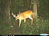 Big bucks showed up.-cdy_0285-400x300-.jpg