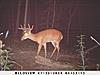 Big bucks showed up.-sunp0394-400x300-.jpg