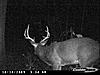 Pictures from Central NC-buck-1b.jpg