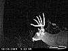 Pictures from Central NC-buck-1.jpg