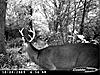 Pictures from Central NC-buck-2.jpg