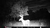 Trail Cam Pics of 10 pt.-stc_0073.jpg