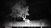 Trail Cam Pics of 10 pt.-stc_0106.jpg