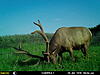 Trail cam pics-d21dfcb7-79cd-40fe-b9b4-ca3e0cb4350f.jpg