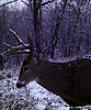 Trail cam pics-231b3725-e627-4803-82a5-6849691ed1e0.jpg