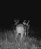 Trail cam pics-230aadaf-b590-42bd-aaa5-a281dbf32750.jpeg