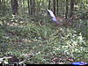 Connecticut Buck-cdy_0013.jpg