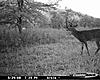 double droptine, piebald and one more-kentucky-pics-oct.-7-2008-610.jpg