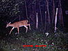 Same buck or not???-2009-deer-picture-4.jpg