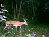 Same buck or not???-mdgc0031.jpg