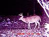 Bunch of Trail Cam Pics-8-20pointer-2023oct09.jpg