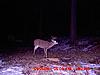 Bunch of Trail Cam Pics-jan-2009-buck.jpg