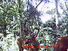 Bunch of Trail Cam Pics-29jun09_4.jpg