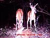 Bunch of Trail Cam Pics-buck_doe_fawns.jpg