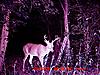 Bunch of Trail Cam Pics-aug-30-eight-pointer.jpg