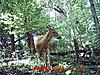 Bunch of Trail Cam Pics-cactus-buck-21aug09_5.jpg