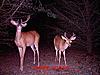 how about some pics of bucks in michigan?-compare-size-1.jpg