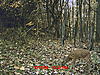Late October Fawn With Spots-mdgc0646.jpg