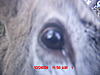  2009 Hunting Net Trail camera pictures-picture-106.jpg