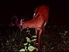 What is wrong with this deers skin? Help?-sunp0111.jpg