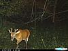 Big brow tine buck-cdy_0219-400x300-.jpg