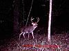 Bama Buck-huge-buck-email-3.jpg